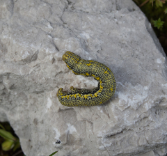 Lycia alpina