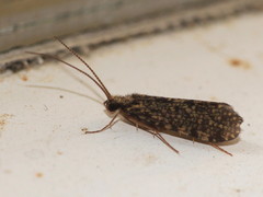 Polycentropus