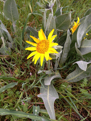 Wyethia