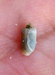 Acteocina inculta