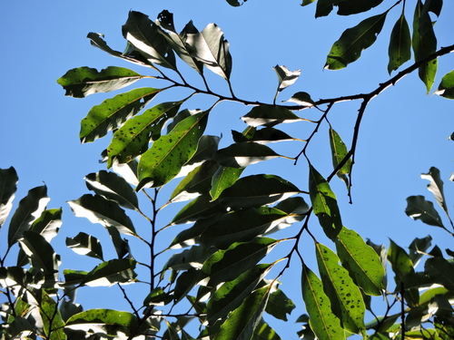 Annona cacans (Annona cacans)