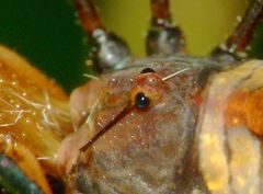 Pantopsalis coronata