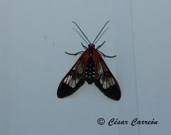 Cosmosoma cingulatum