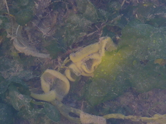 Haminoea virescens image
