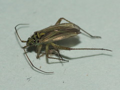 Oncotylus viridiflavus