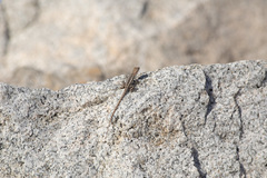 Sceloporus angustus