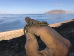 Phyllodactylus nocticolus