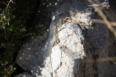 Sceloporus angustus