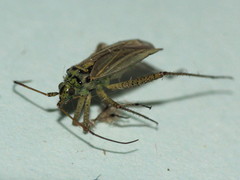 Oncotylus viridiflavus