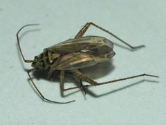 Oncotylus viridiflavus