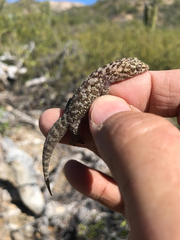 Phyllodactylus nocticolus