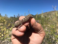 Phyllodactylus nocticolus