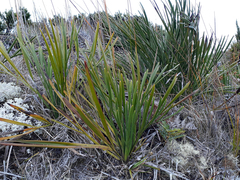 Aciphylla traversii