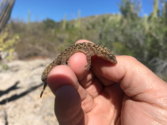 Phyllodactylus nocticolus