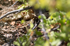 Aspidoscelis danheimae