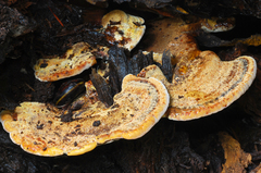 Inonotus cuticularis