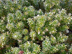 Leptecophylla robusta