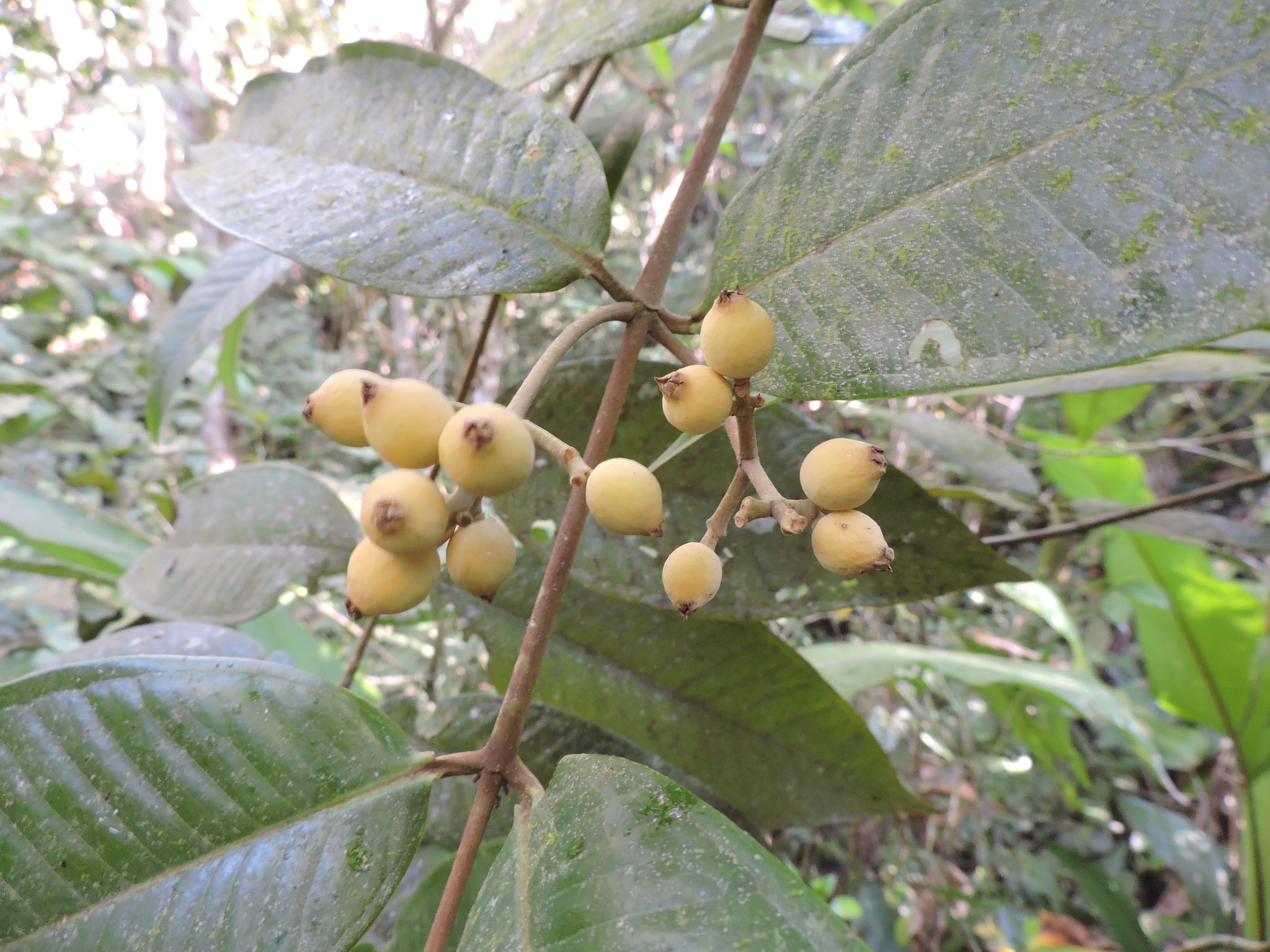Myrcia spectabilis