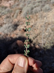 Euphorbia magdalenae