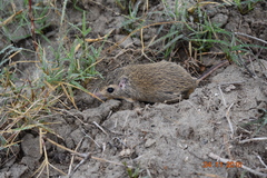 Chaetodipus hispidus