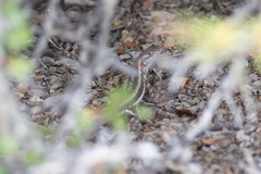 Sceloporus grandaevus