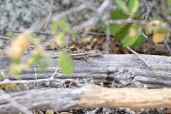 Sceloporus grandaevus
