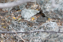 Sceloporus grandaevus