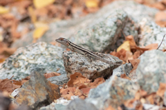 Sceloporus grandaevus