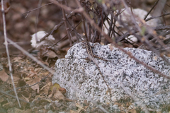 Sceloporus grandaevus