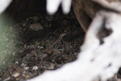 Sceloporus grandaevus