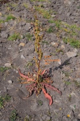 Rumex mexicanus