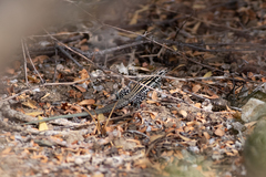 Aspidoscelis ceralbensis