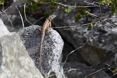 Sceloporus grandaevus