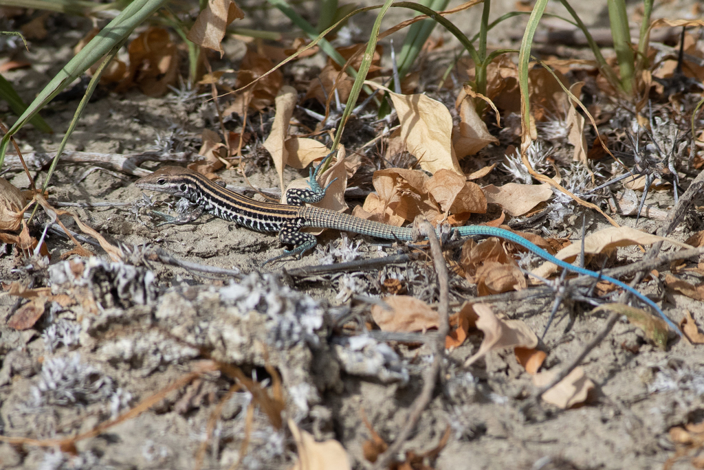 Cerralvo Island Whiptail