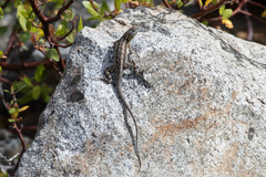 Sceloporus grandaevus