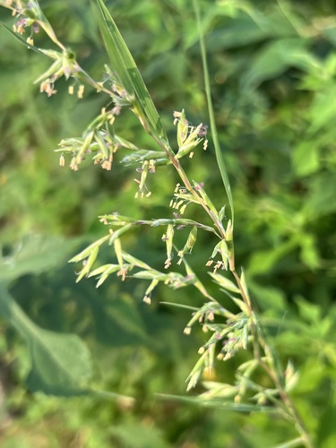 Apluda mutica iNat (1)