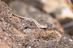 Sceloporus grandaevus