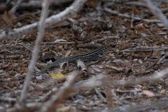 Aspidoscelis ceralbensis