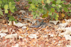 Aspidoscelis ceralbensis