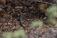 Aspidoscelis ceralbensis