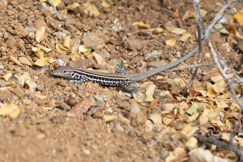 Cerralvo Island Whiptail