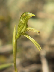 Pterostylis tasmanica