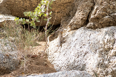 Sceloporus grandaevus