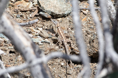 Sceloporus grandaevus