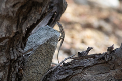 Sceloporus grandaevus