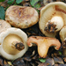 Paxillus obscurisporus - Photo (c) Christian Schwarz, some rights reserved (CC BY-NC), uploaded by Christian Schwarz