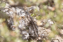Sceloporus grandaevus