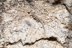 Sceloporus grandaevus