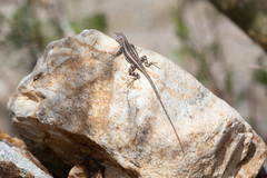 Sceloporus grandaevus