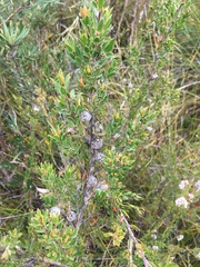 Leptospermum nitidum